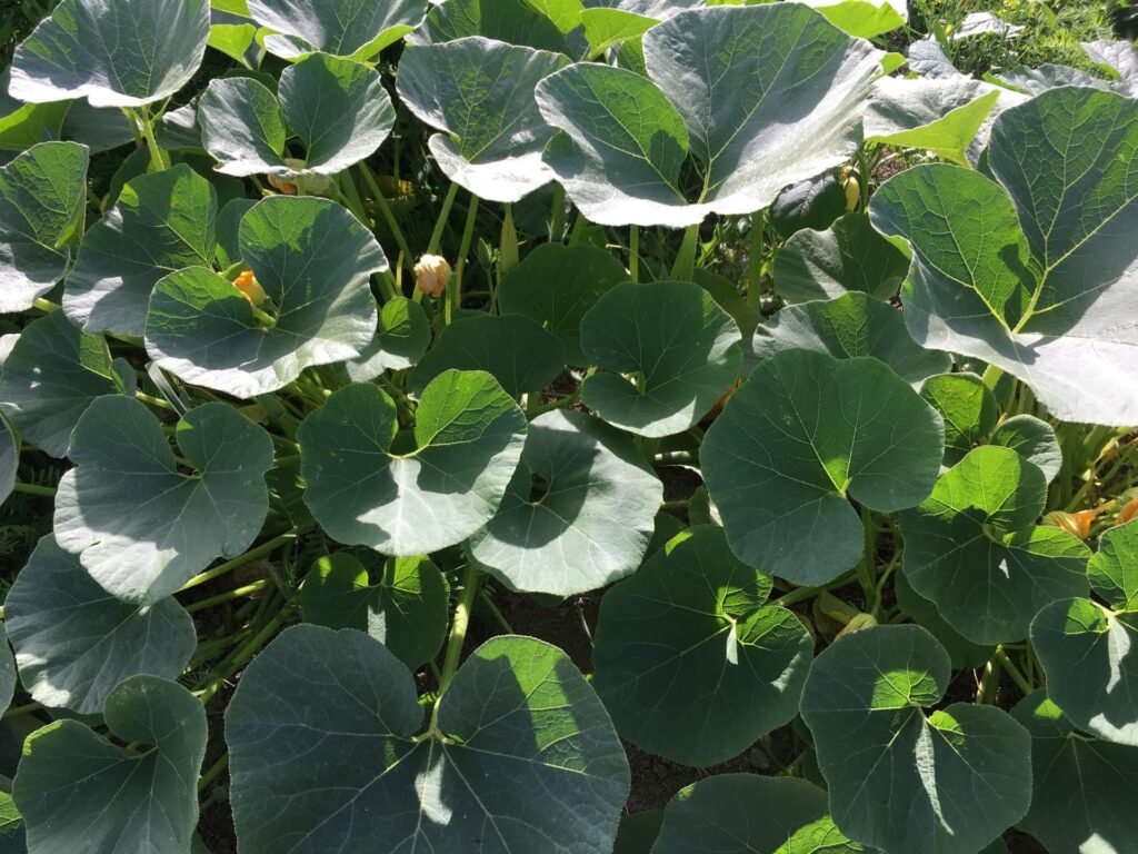 Suqash Leaf Canonpy