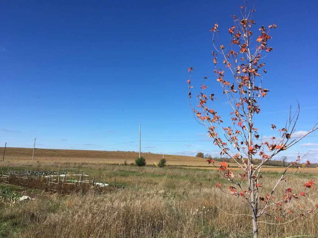 Fall Field - Year of Ratatouille