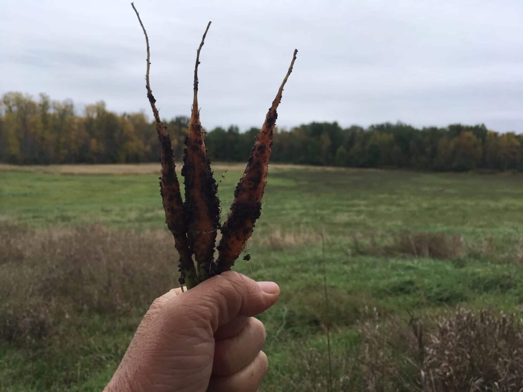 dirty carrots - Roast All The Things