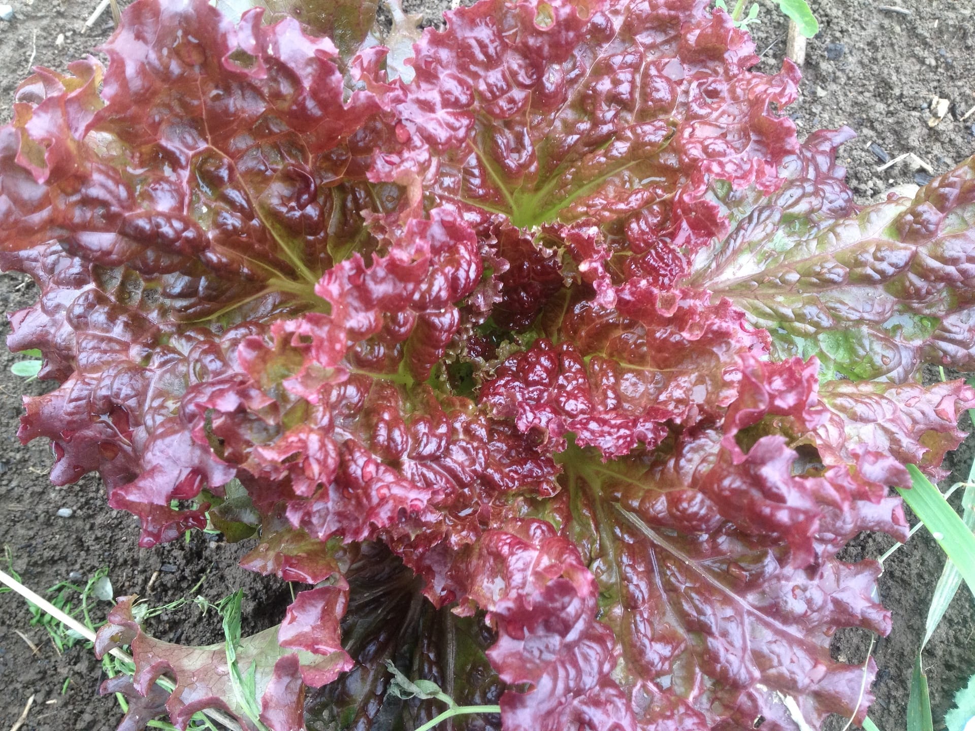 lettuce - Muddy and Magnificent