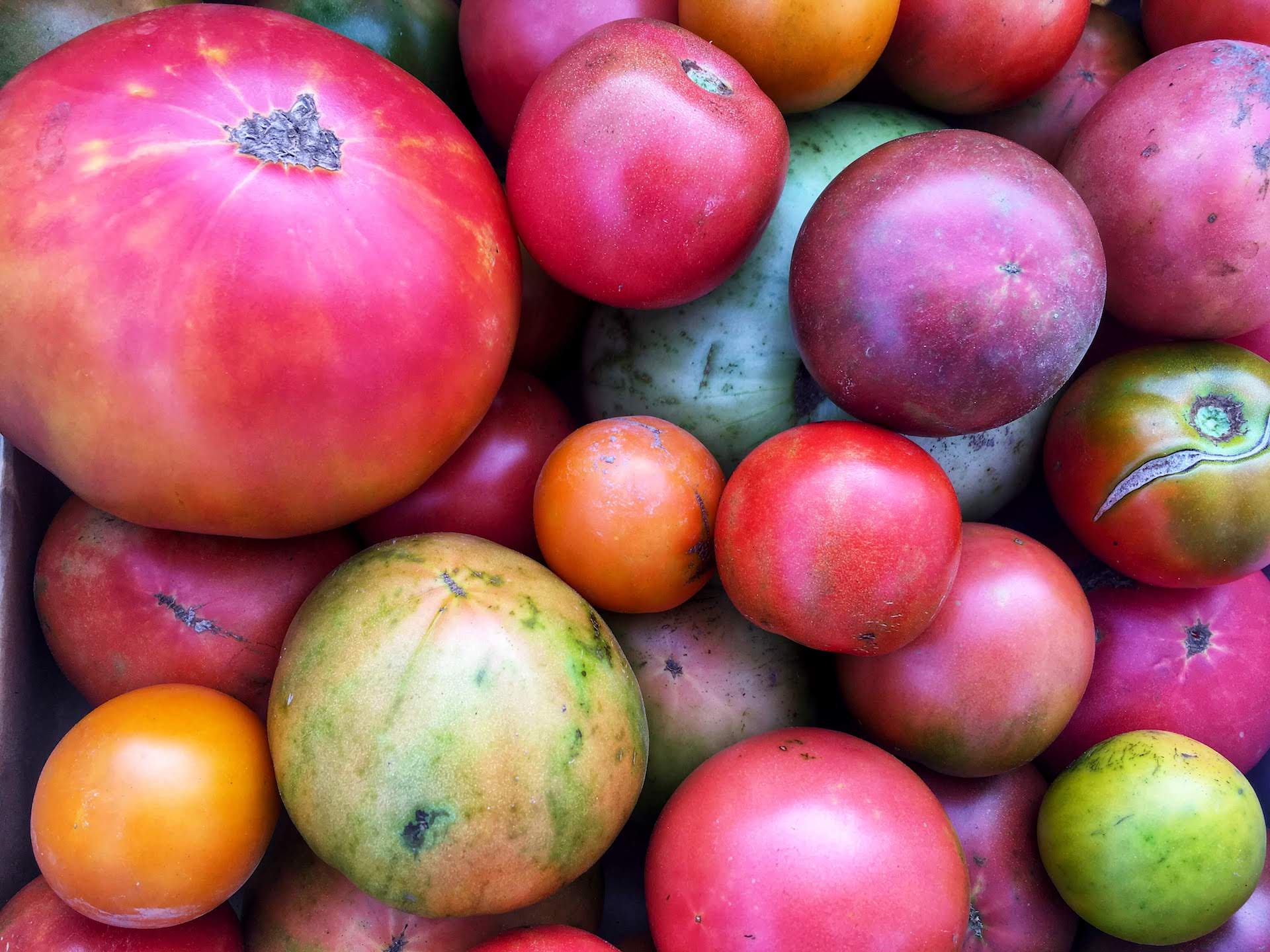 Organic Heirloom Tomatoes