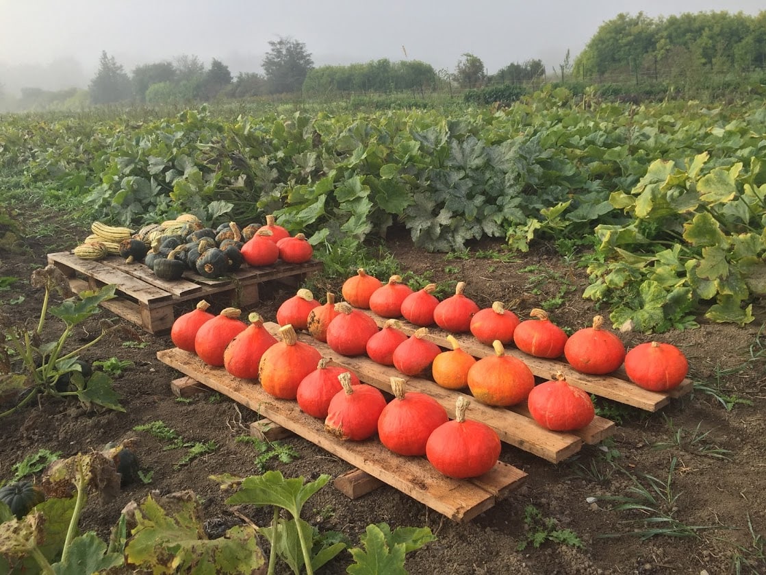 Organic Squash in the Field