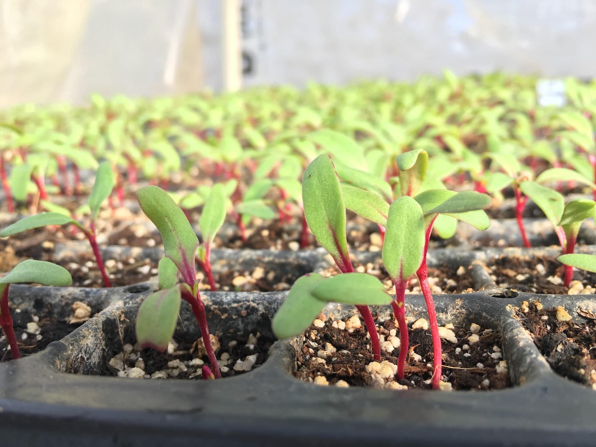Sprouting Greens - Rhubarb Unfurling 🌈