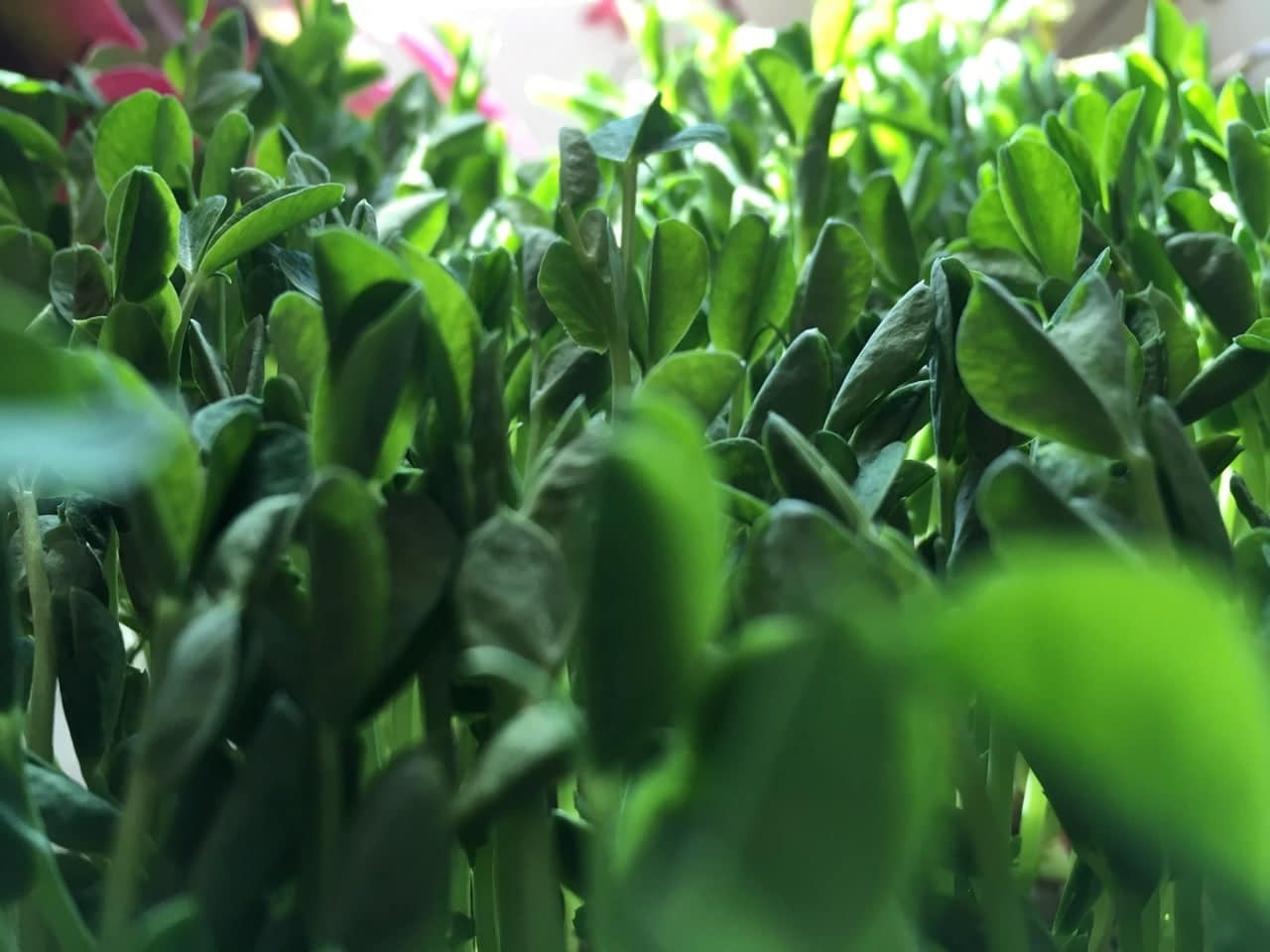 Greens in the greenhouse - confirmed