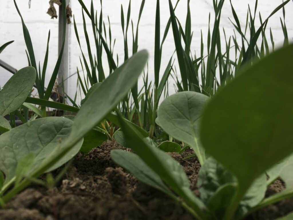 More Greenhouse Greens - Come What May