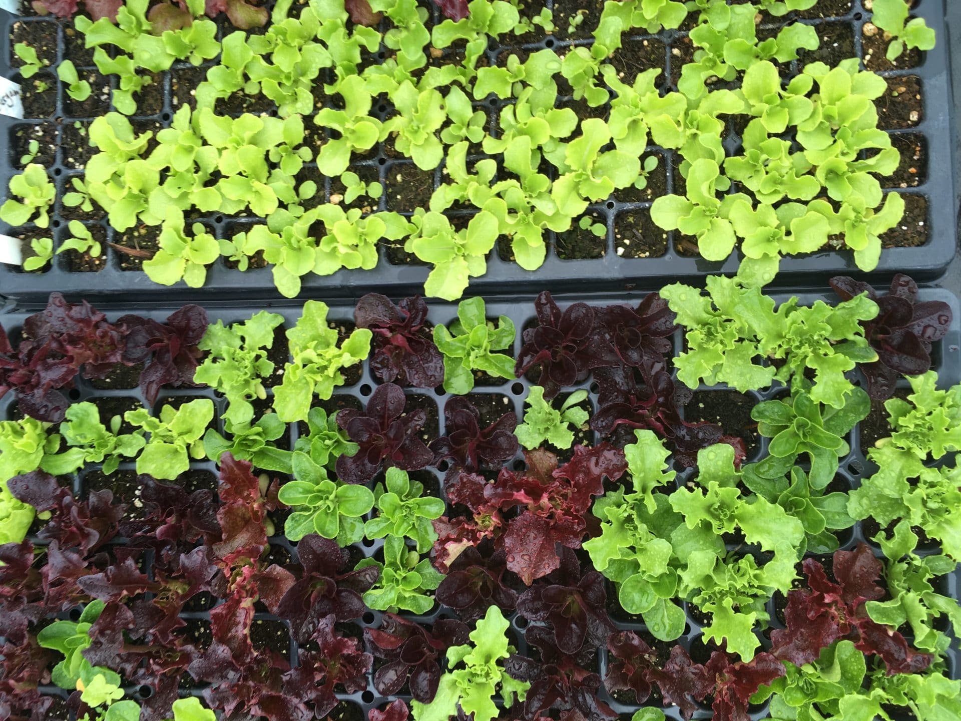 Trays of greens in the greenhouse, May 1 2019