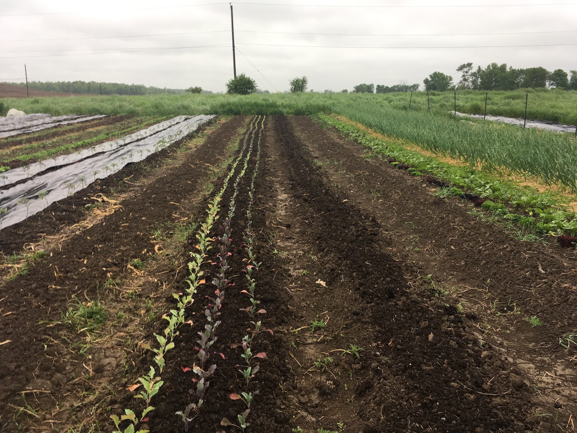 Field - 🌬️ Walloping Winds, Stirling Market, & CSA Week 2