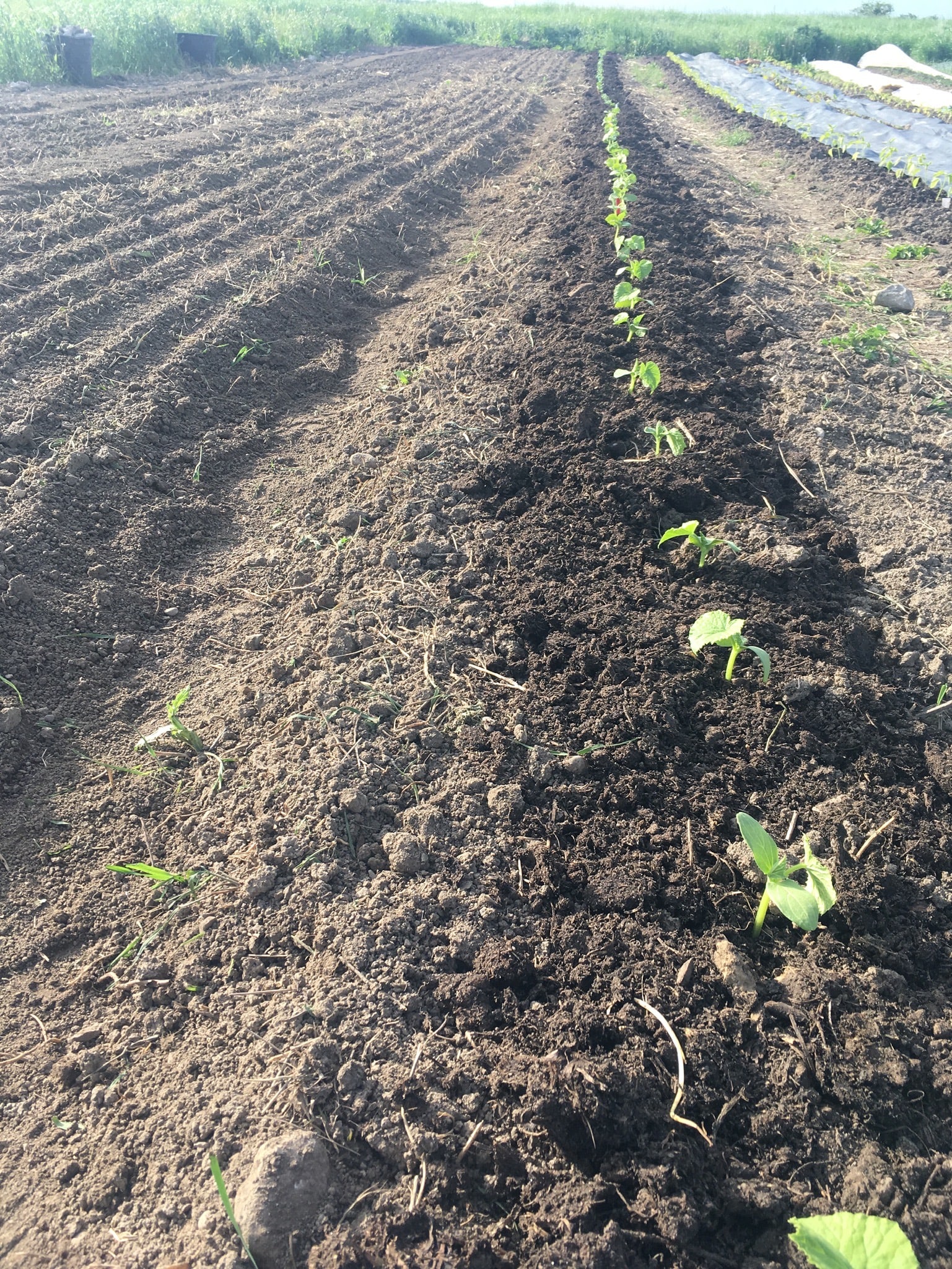 A row of freshly planted sprouting veggies on an organic vegetable farm