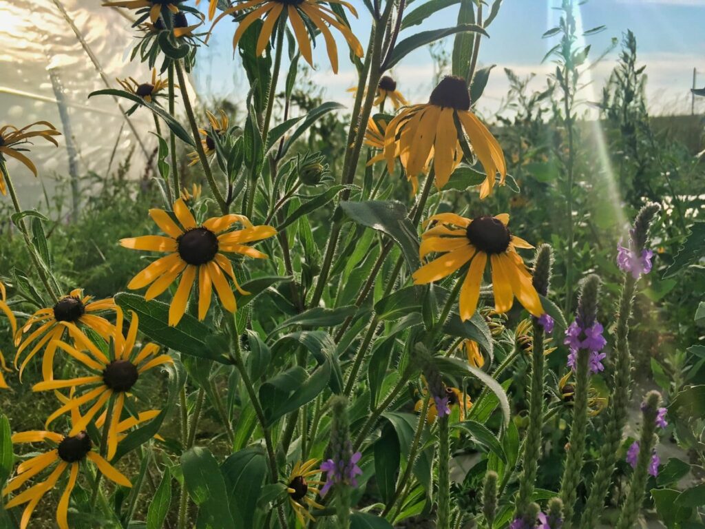 Black Eyes Susans