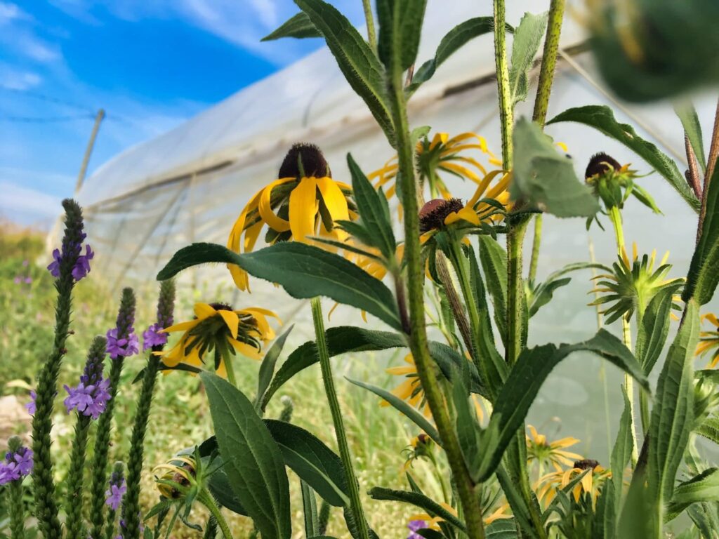 Flowers Outside the Greenhouse - More Mosquitoes than Raindrops — Knuckle Down News, Week 5