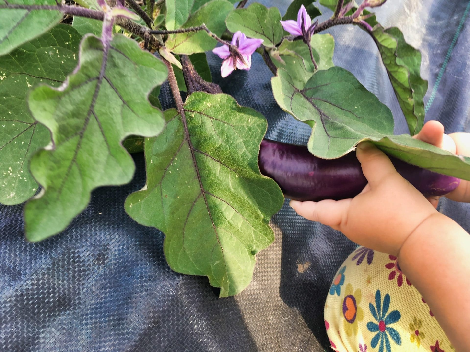 Max handles and eggplant