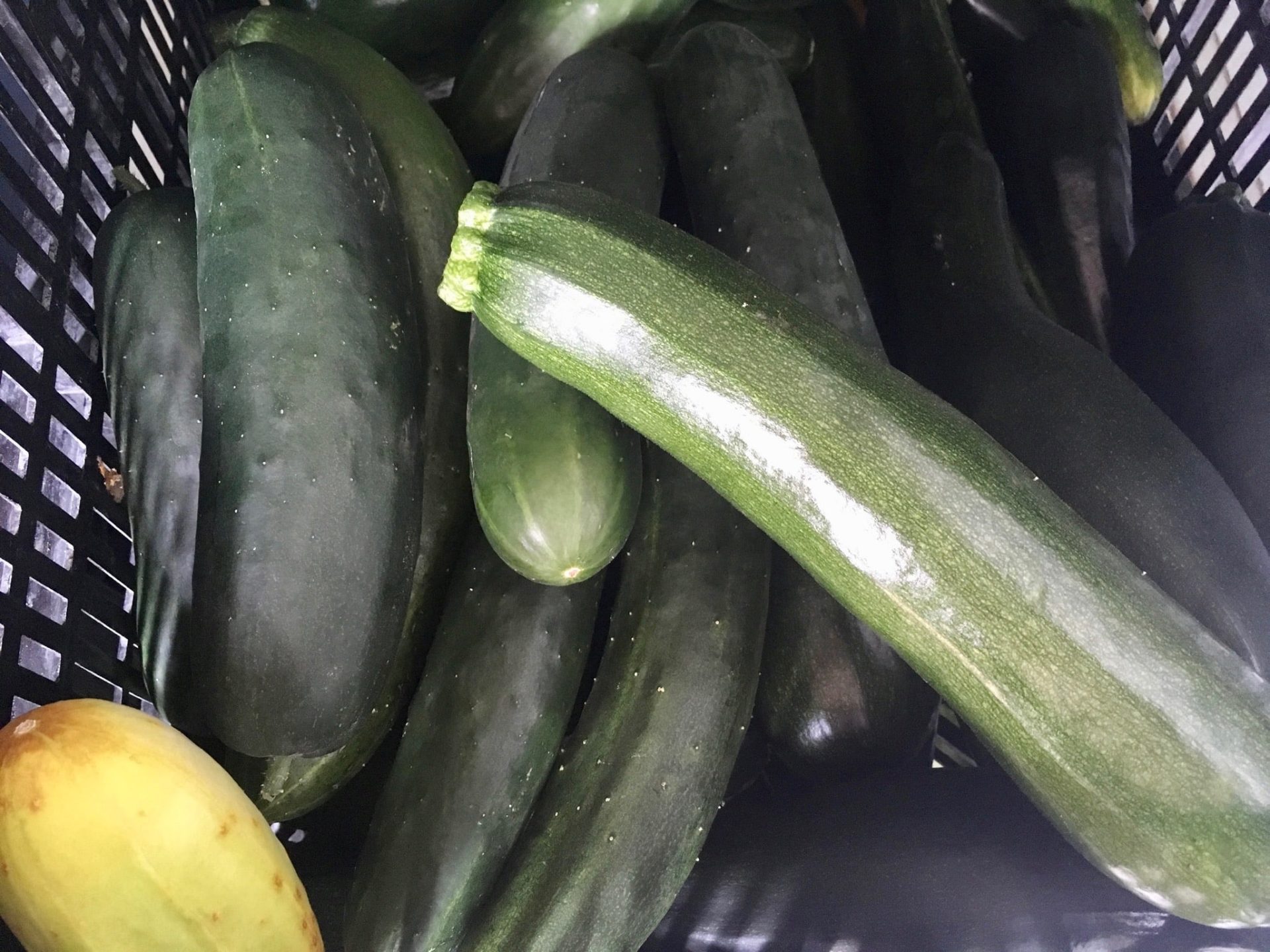 Moar Zukes - Keeping Cool Like a Cucumber