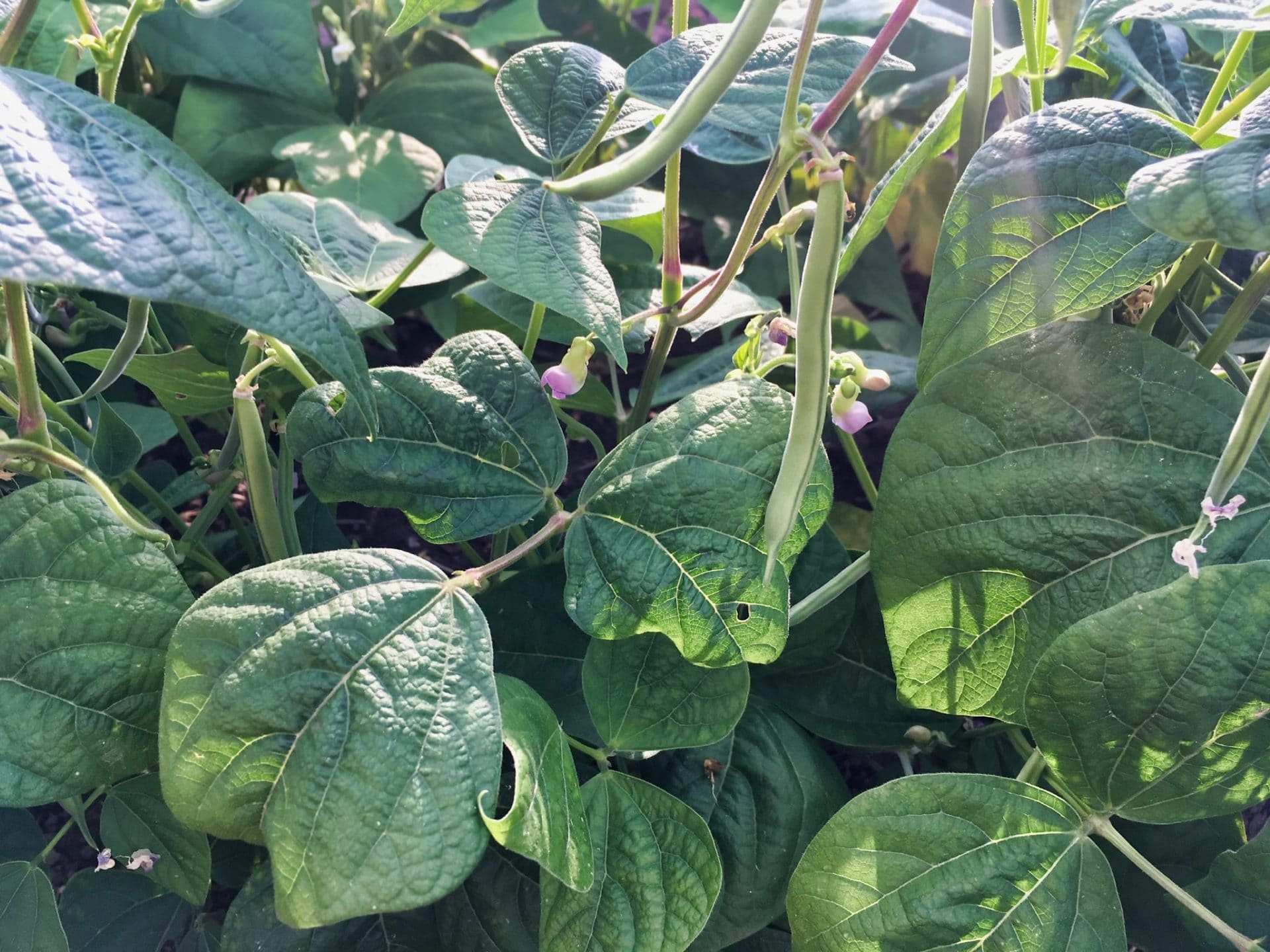 Peas - Plant, Weed, Harvest, Eat. And Repeat.