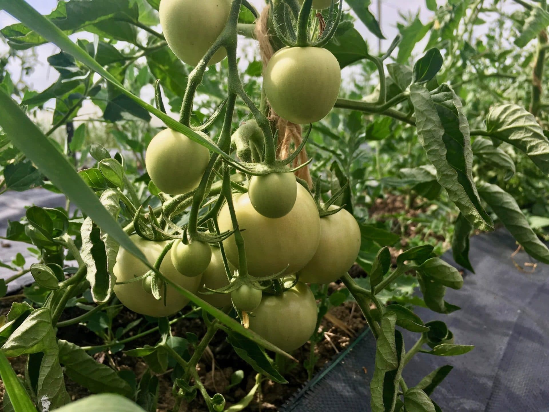 Tomaters