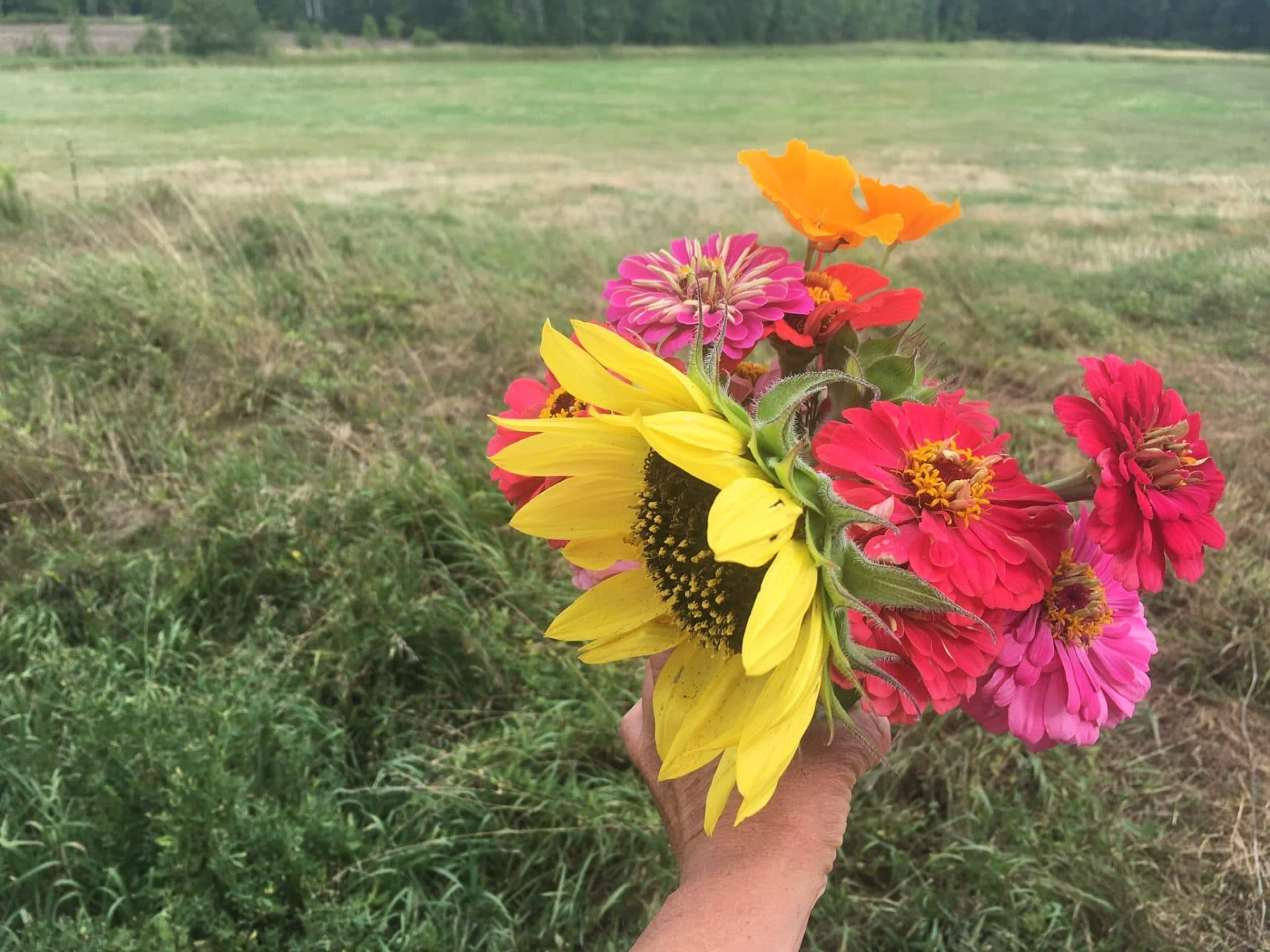 Bouquet in Hand - Peter Piper picked a peck of... — Knuckle Down News, Week 7