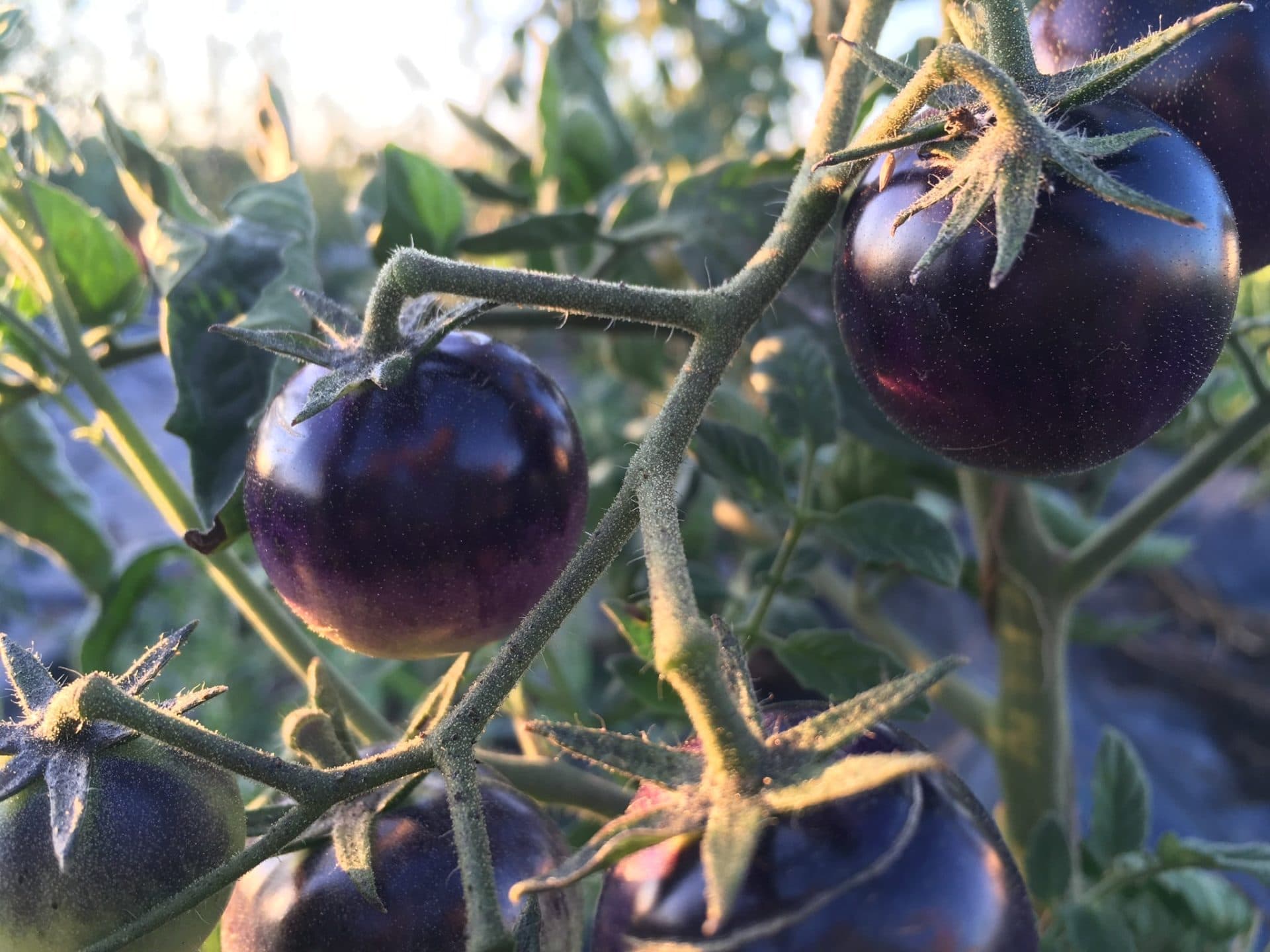 Dark Organic Tomatoes on the Vine