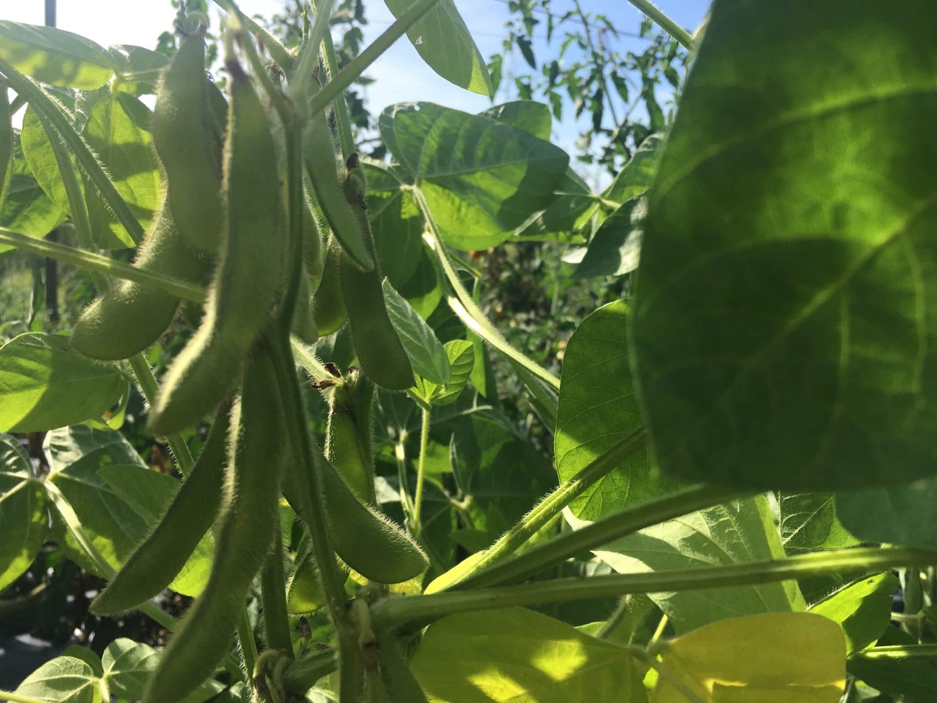 Edamame - From August to Autumn — Knuckle Down News, Week 9