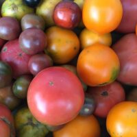Pile of Tomatoes - Tomato Seedlings