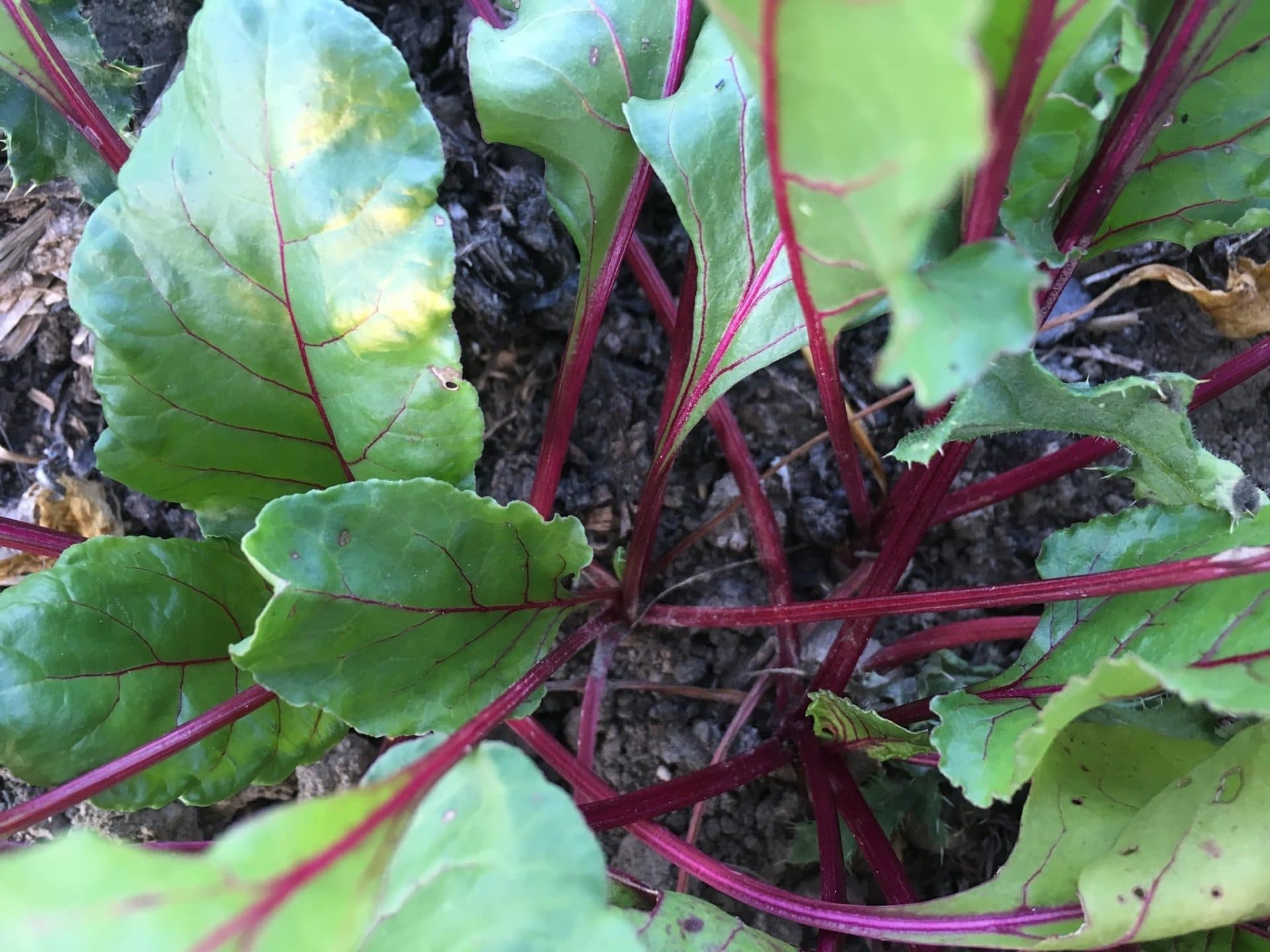 Some Kinda Chard - Not so cool, cooler — Knuckle Down News, Week 8
