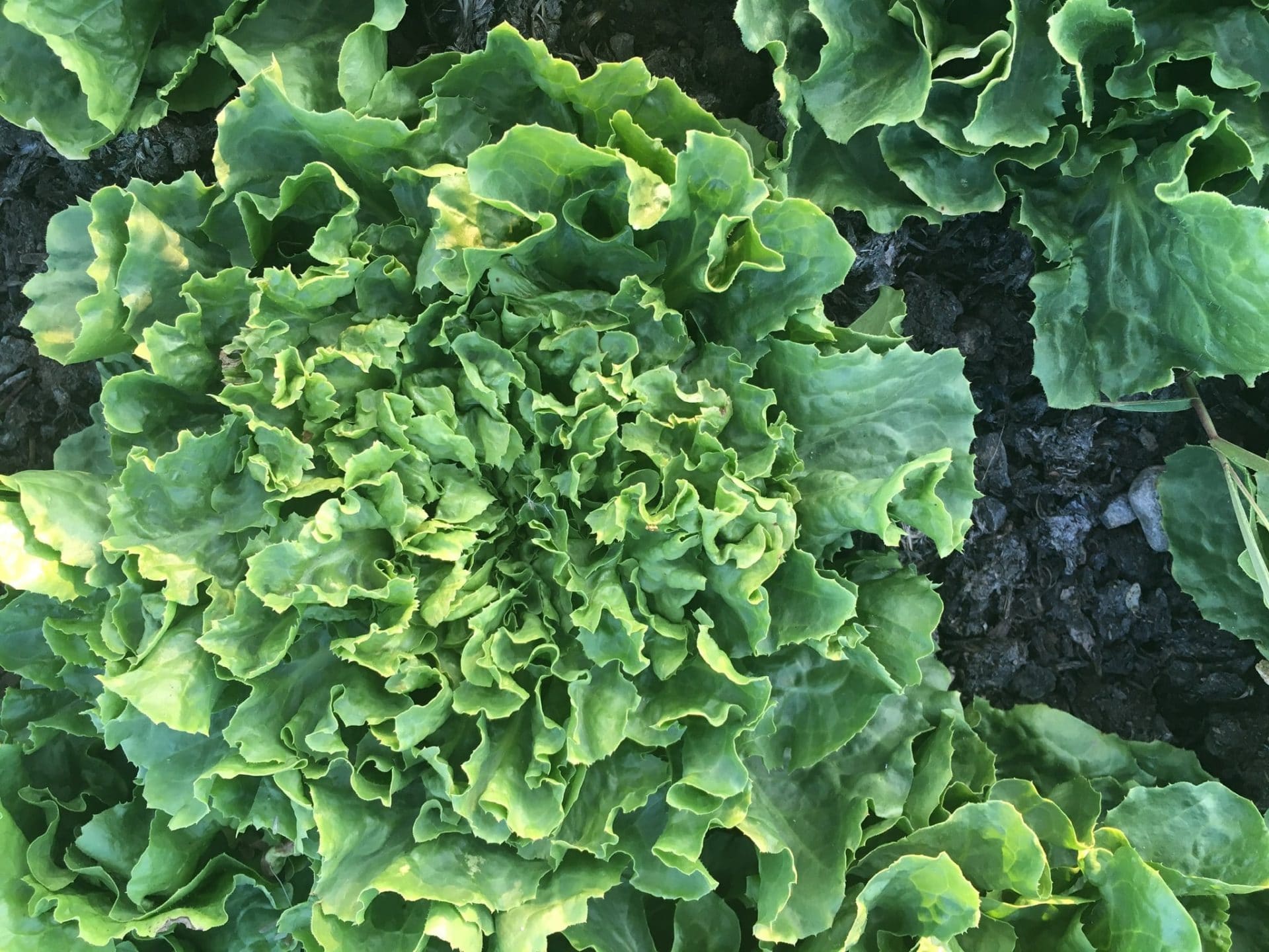 escarole - Sowing the Seeds of a Green Autumn — Knuckle Down News, Week 6