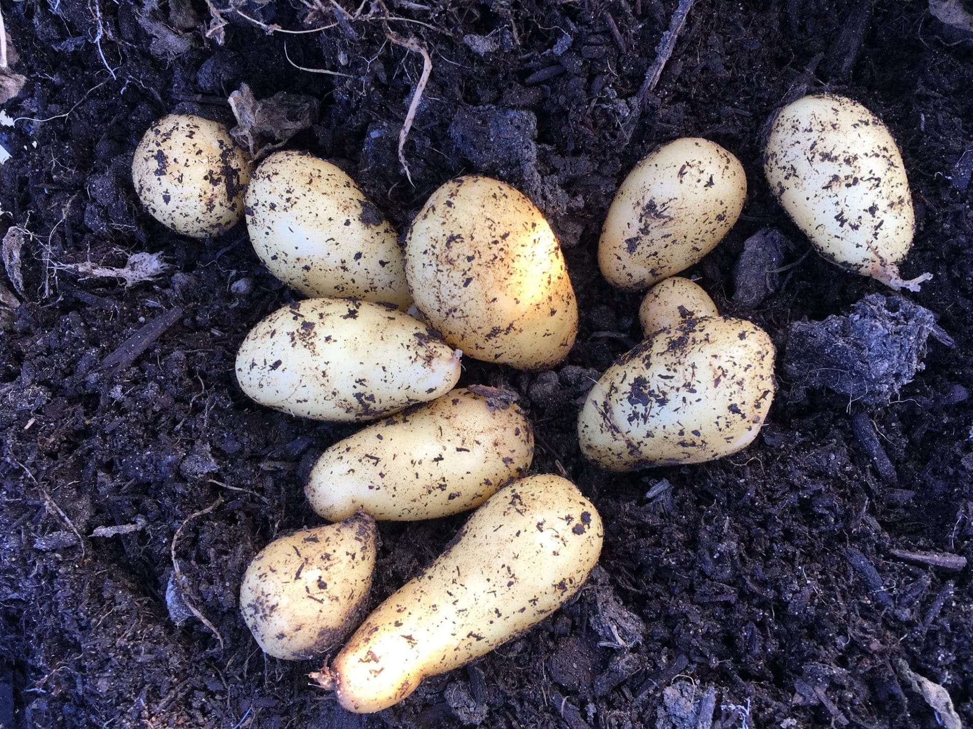 Organic Fingerling Potatoes in the Ground