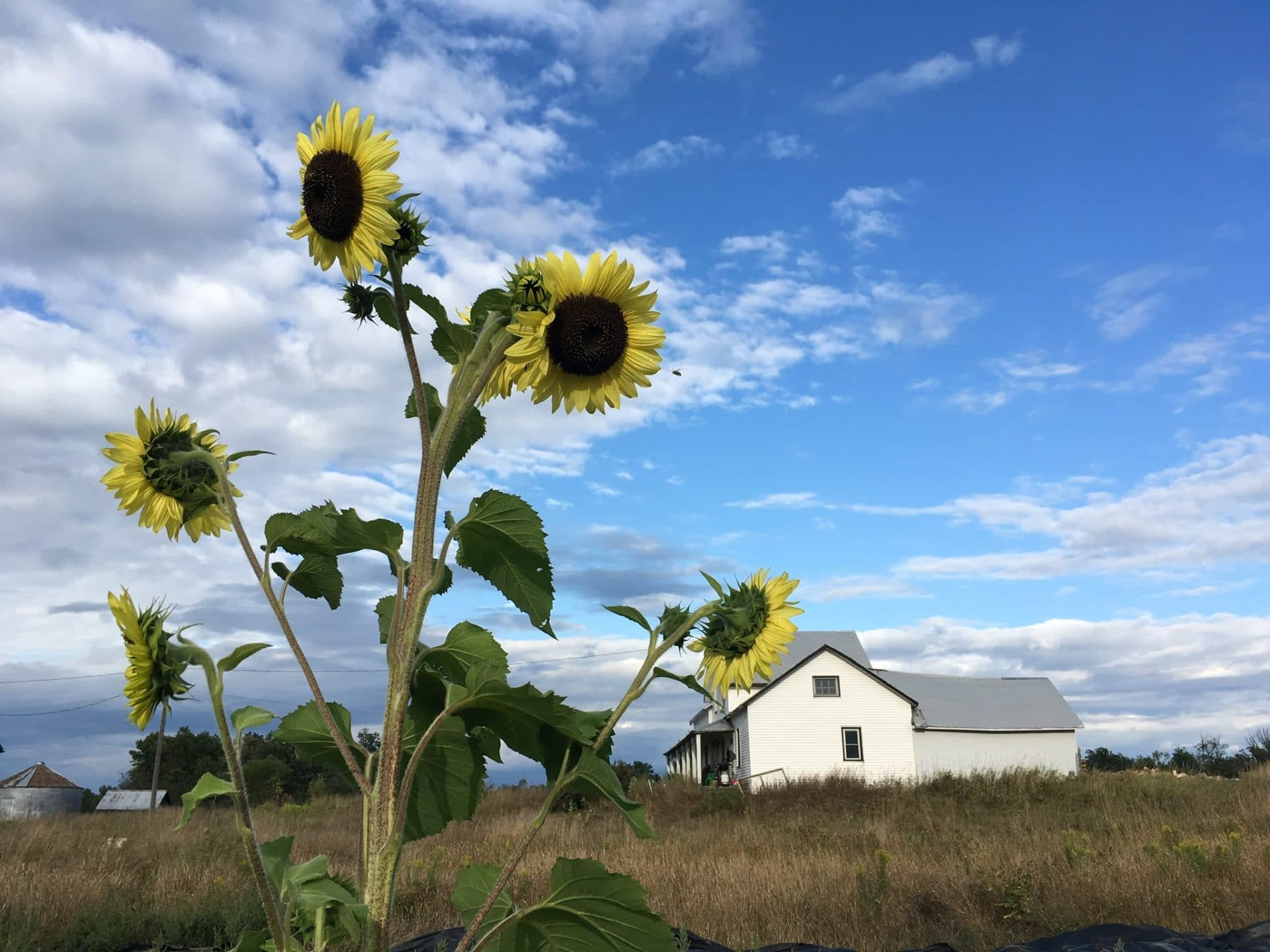 September Sunflower - Celebrating September with Squash — Knuckle Down News, Week 10