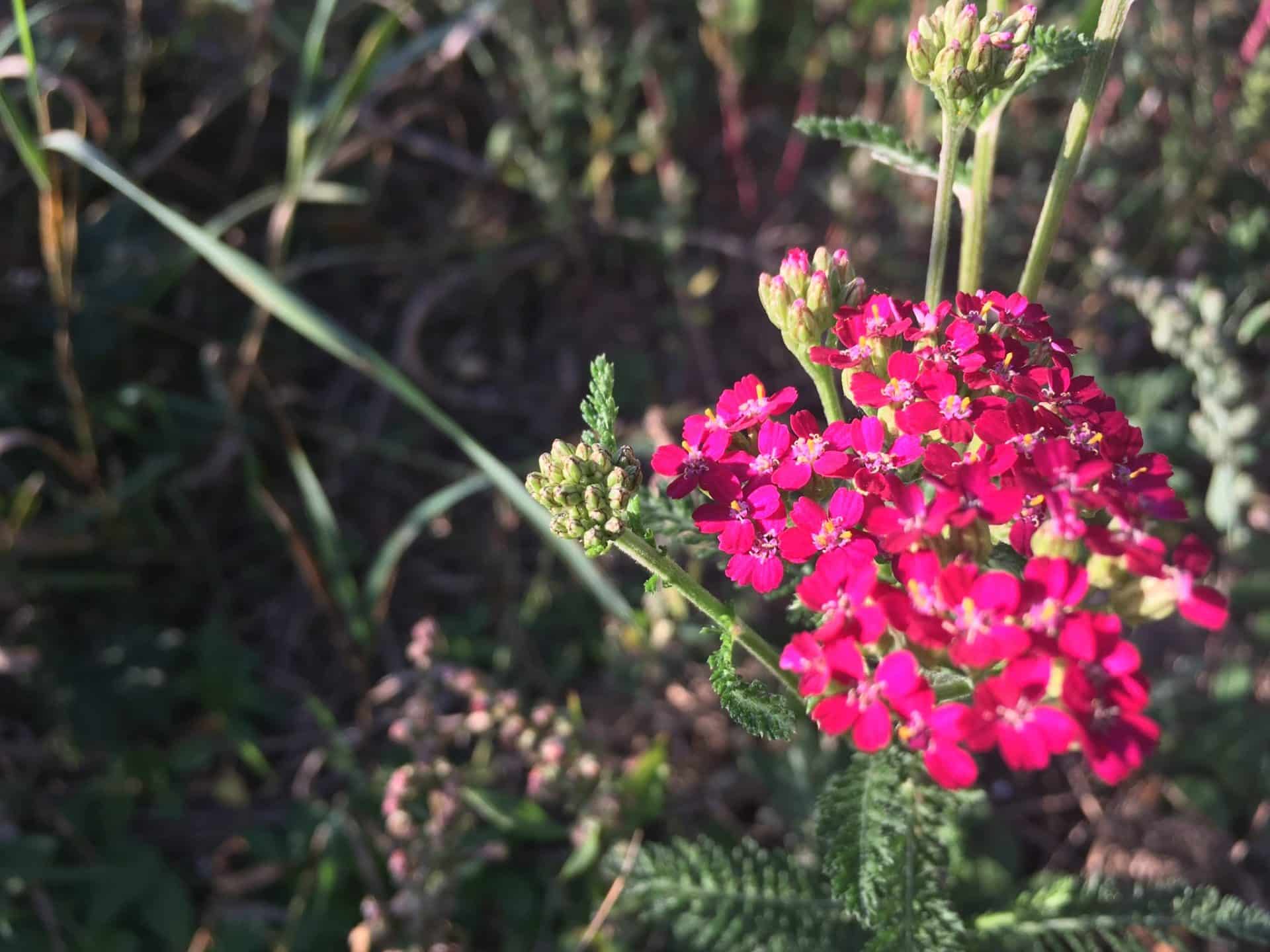 Yarrow - Happy Autumnal Equinox!