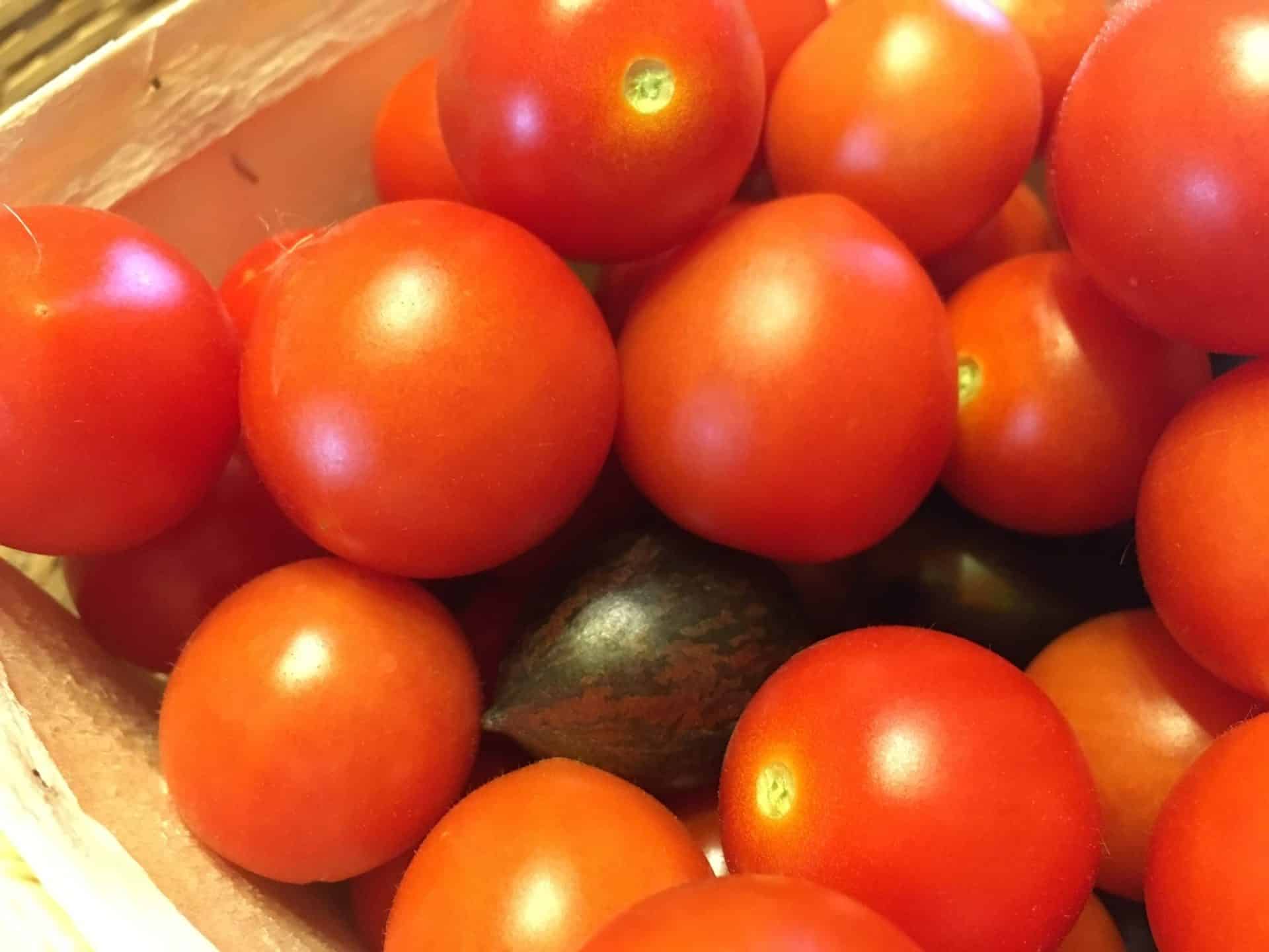 harvested tomatoes - What do you love to eat in the fall? — Knuckle Down News, Week 12
