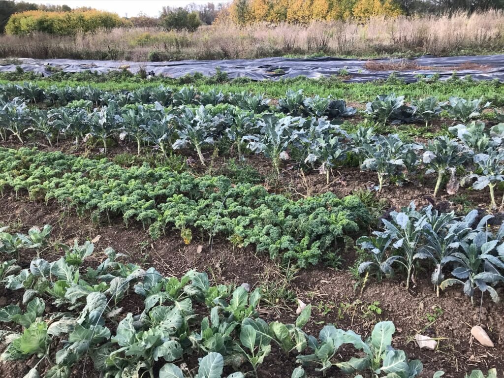Organic Fall Greens in the Field - A Frosty Farewell — Knuckle Down News, Week 15