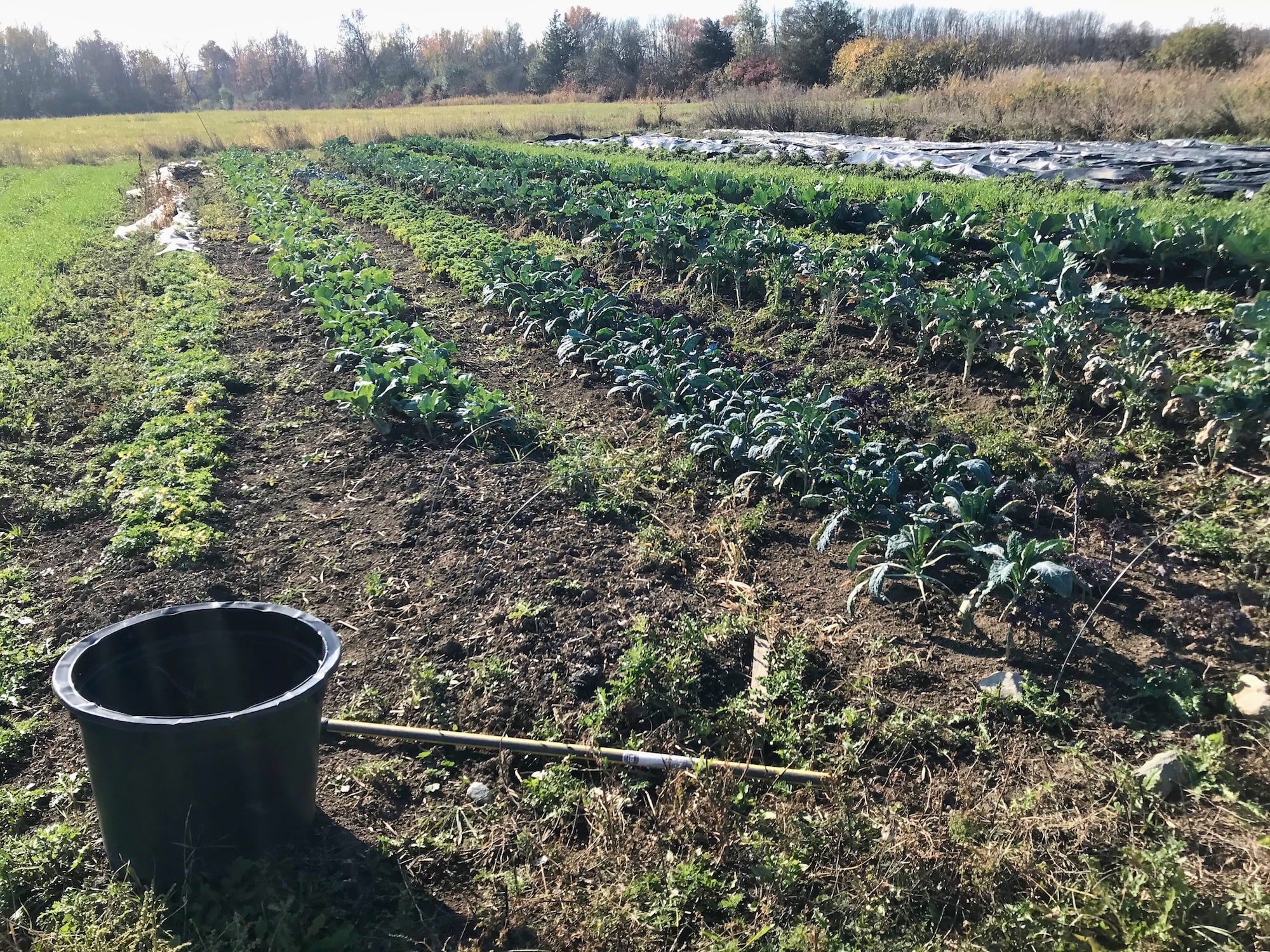 Organic Farmers FieldField - Vote for Garlic, Vote for the Future — Knuckle Down News, Week 17