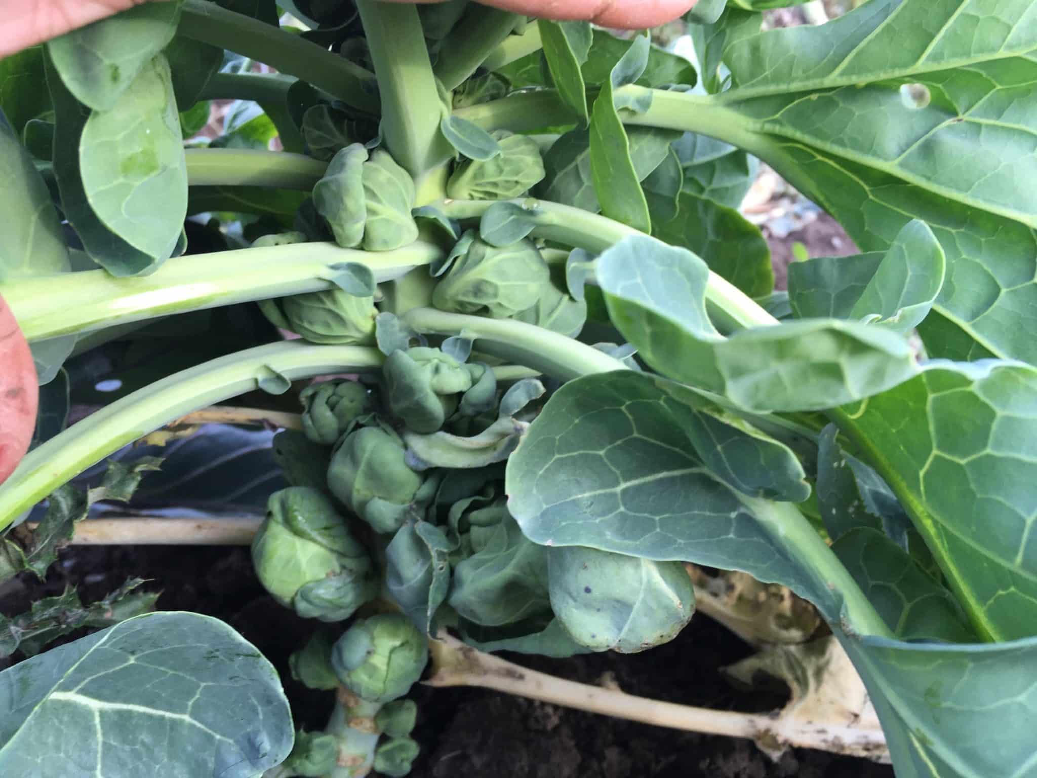 Brussels Sprouts - The Final Pick-Up of the Season