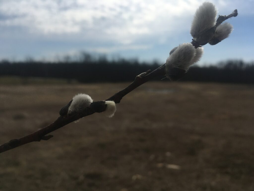 pussy willow - Preparing for Spring in a Challenging Time