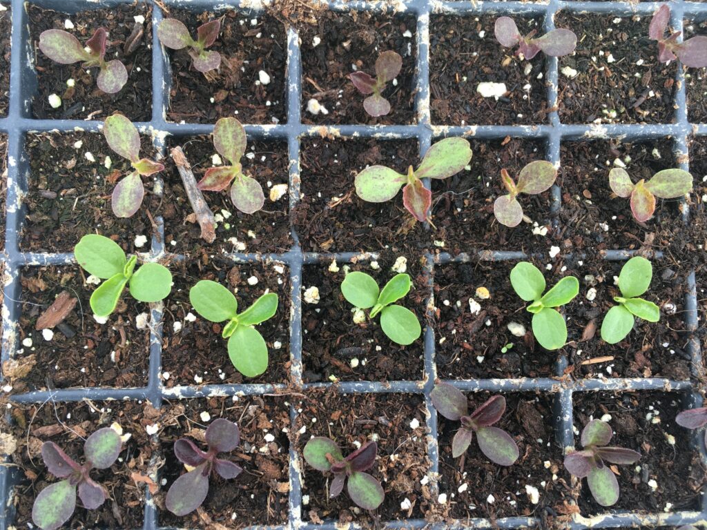 seedlings - Seedling Swap and Sale