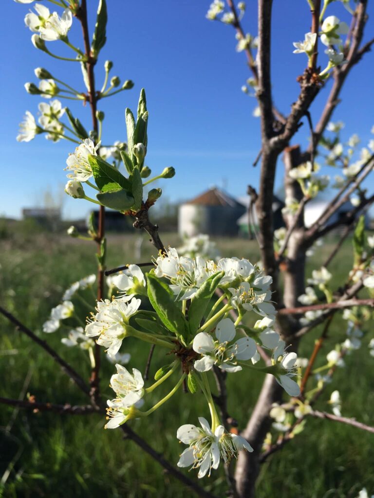 Flowering tree - Long-Overdue May Updates from the Farm