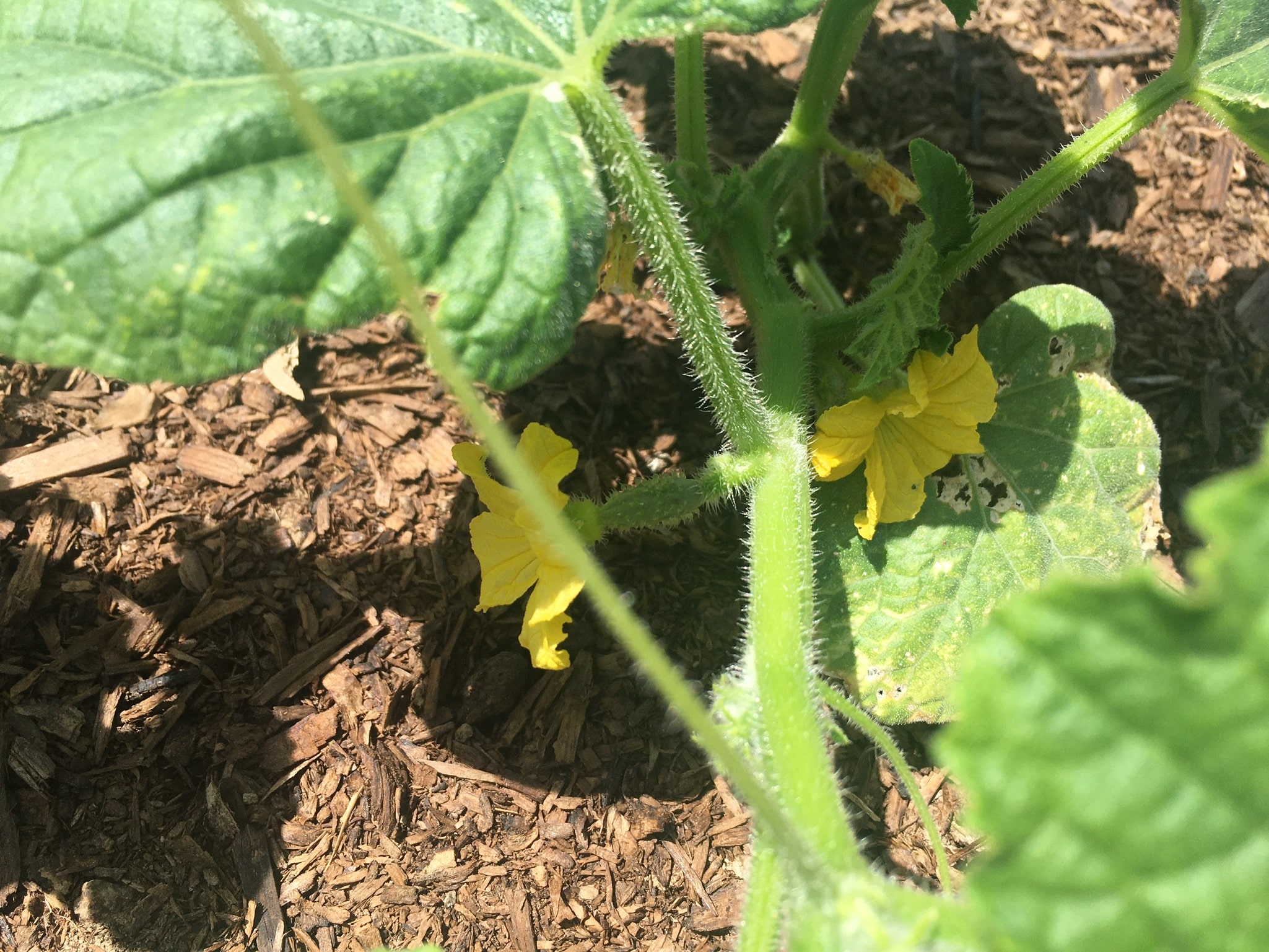 Cucumbers - ON-FARM CSA WEEK 3: Peas.