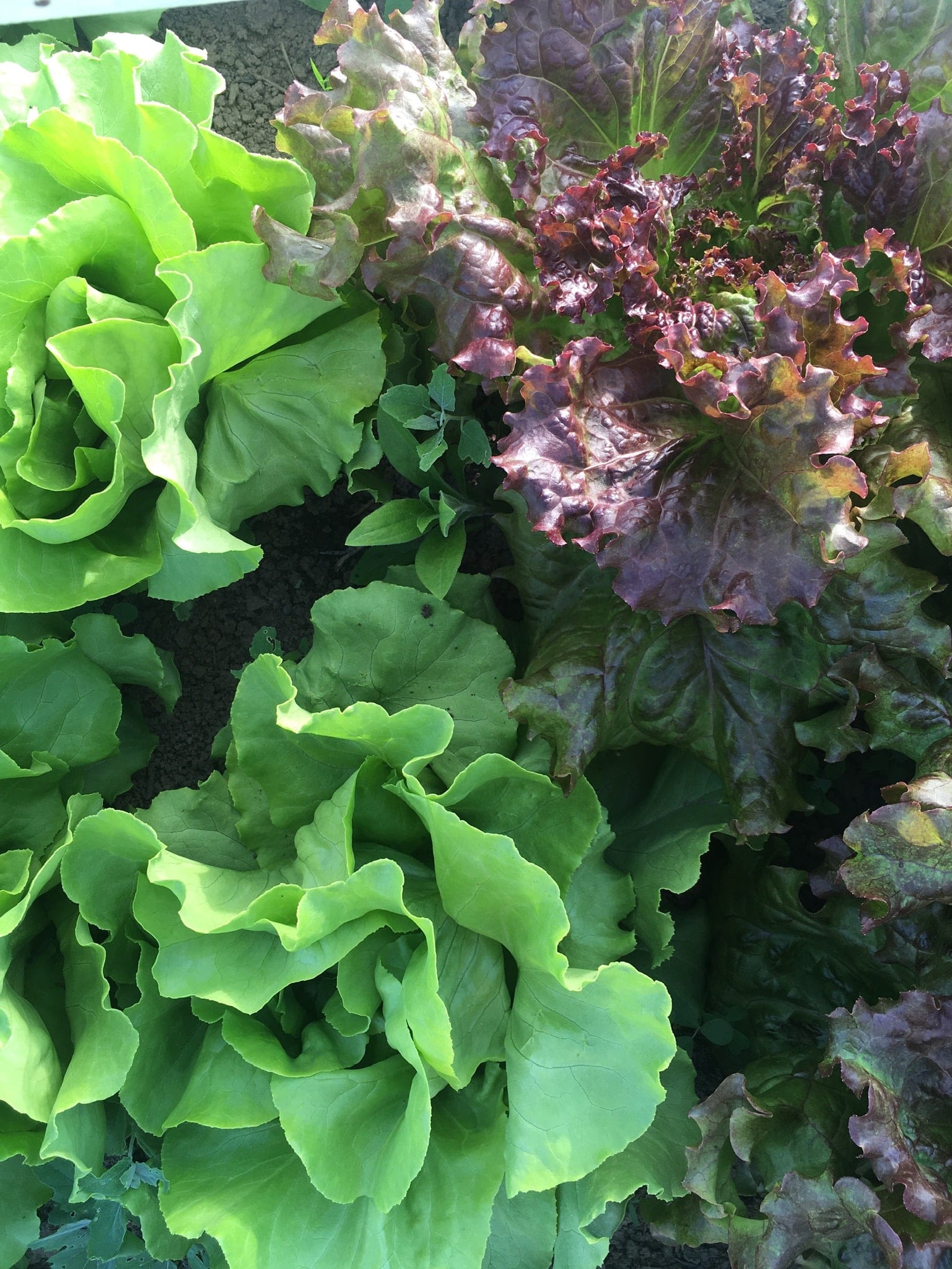 Organic Lettuce in the Field