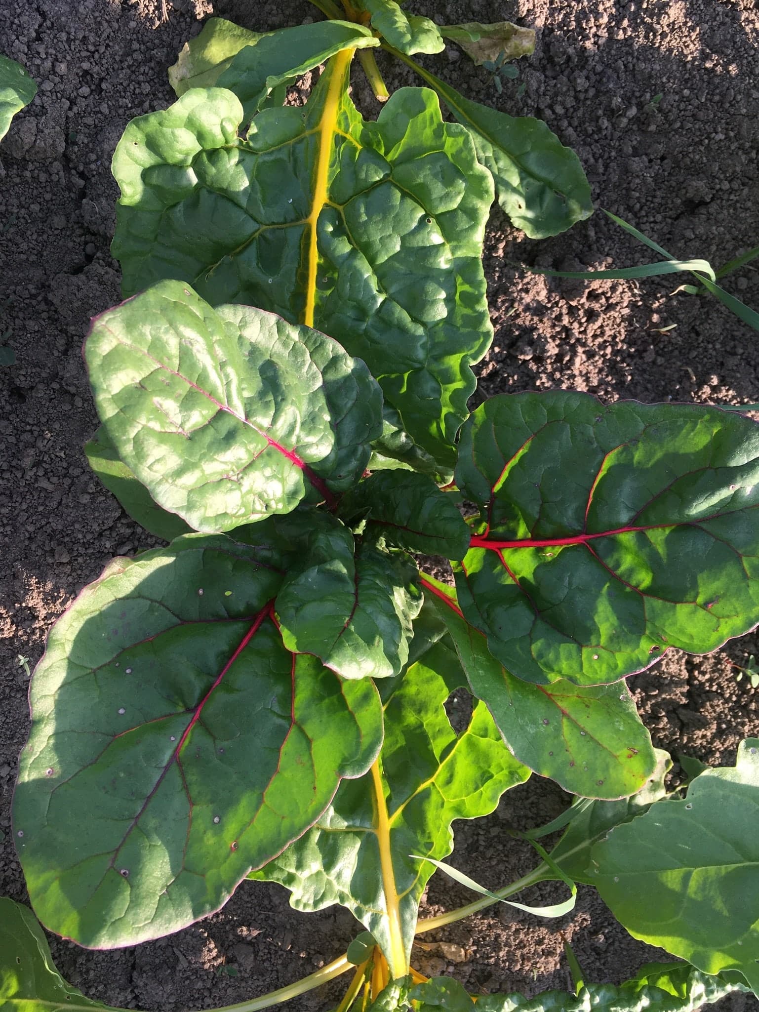 Organic Kale in the Field