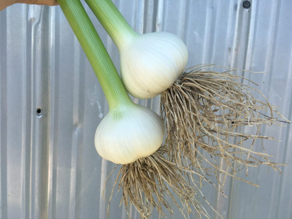 Fresh Organic Garlic - On-Farm CSA week 4: Too hot, too dry, but still growing