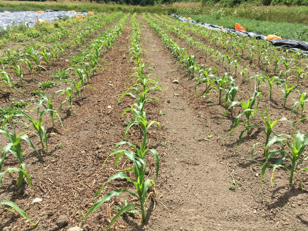 Small Scale Organic Corn Field - A little rain is better than no rain!