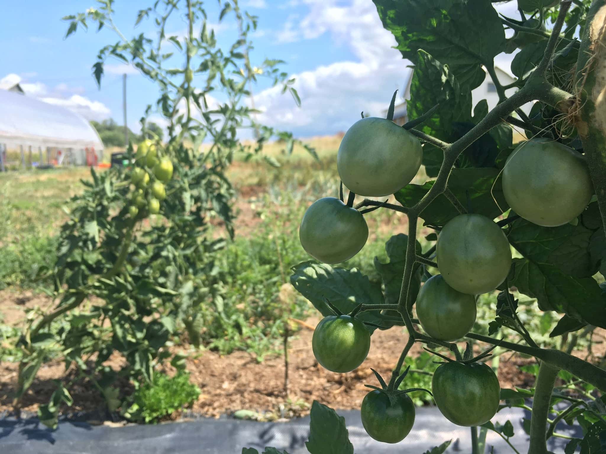 Organic Green Tomatoes on their way