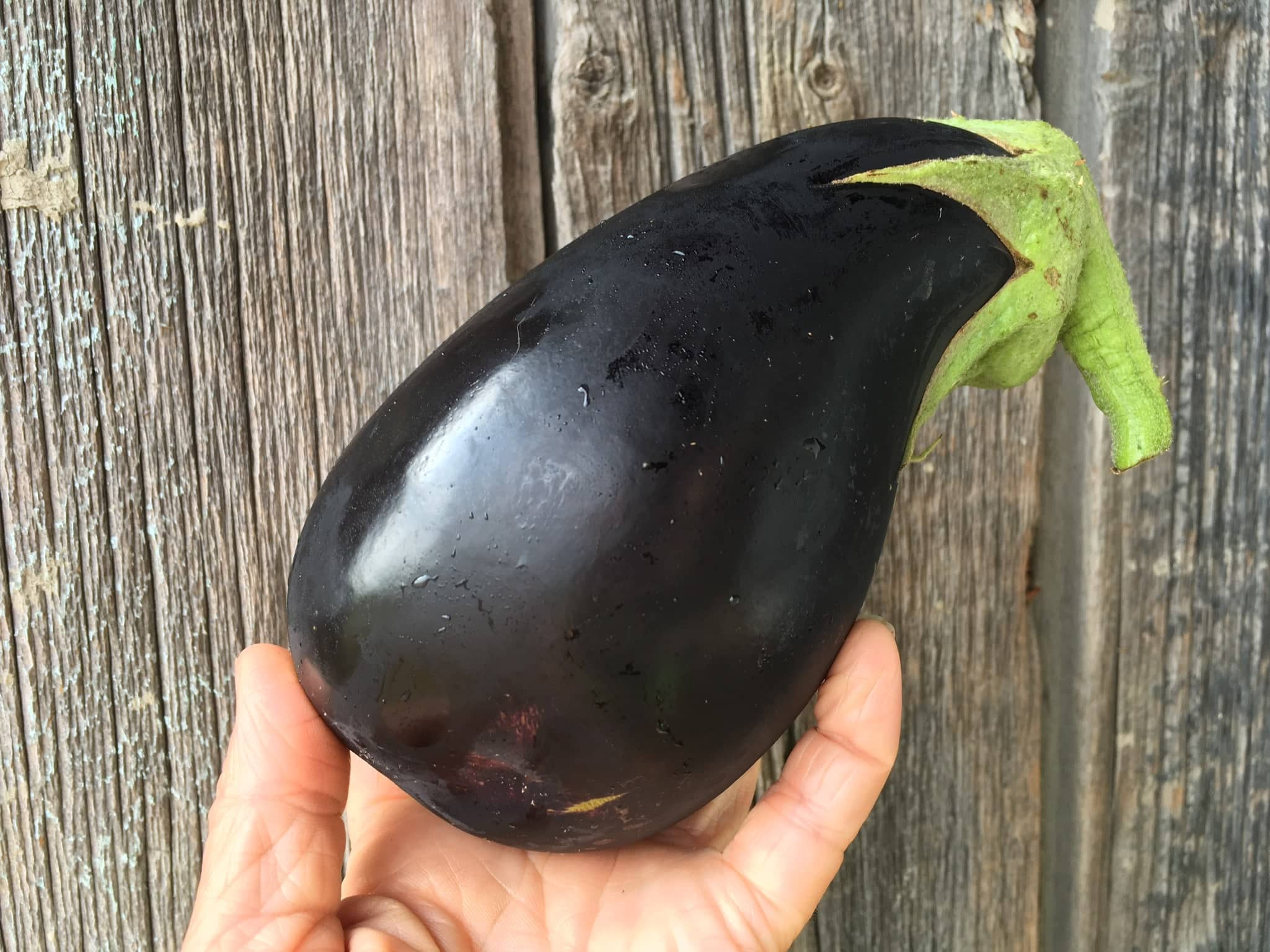 Organic Eggplant - Welcome Toronto Members and Ancient Sumerian Gods of Irrigation