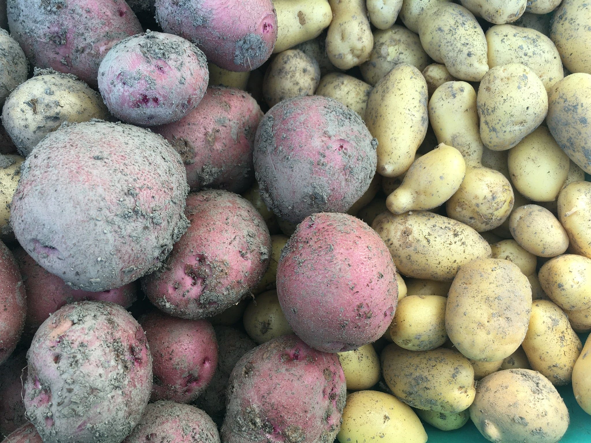 Organic Potatoes - Back to Beets and School ⚠️ Toronto Delivery WEDNESDAY this week