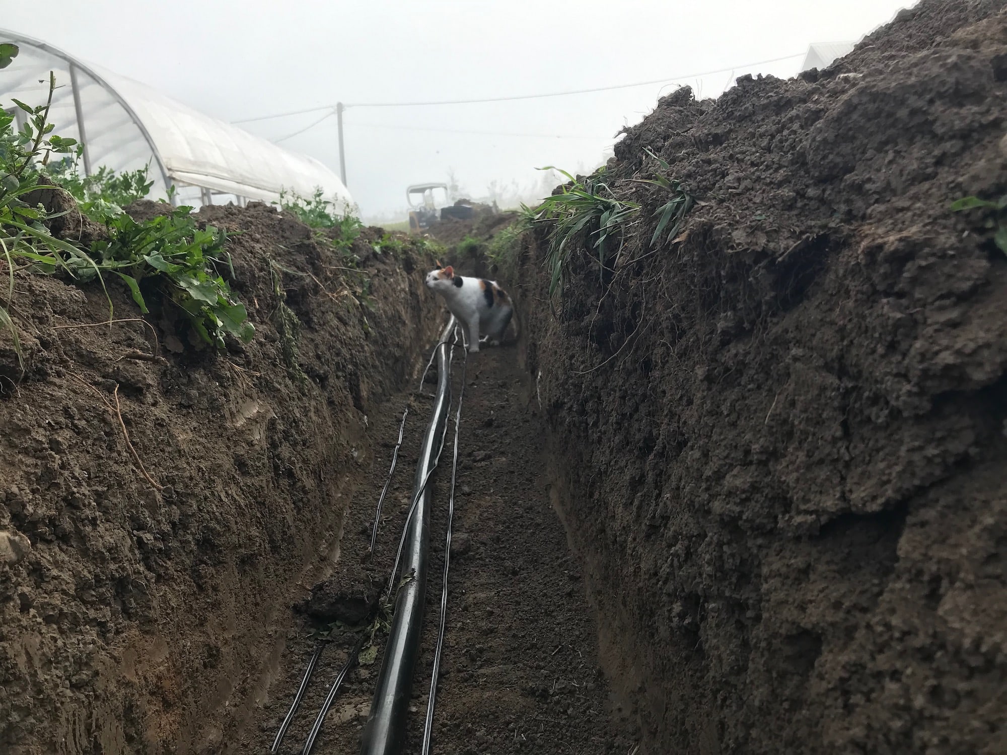 Trench Cat - Welcome Toronto Members and Ancient Sumerian Gods of Irrigation