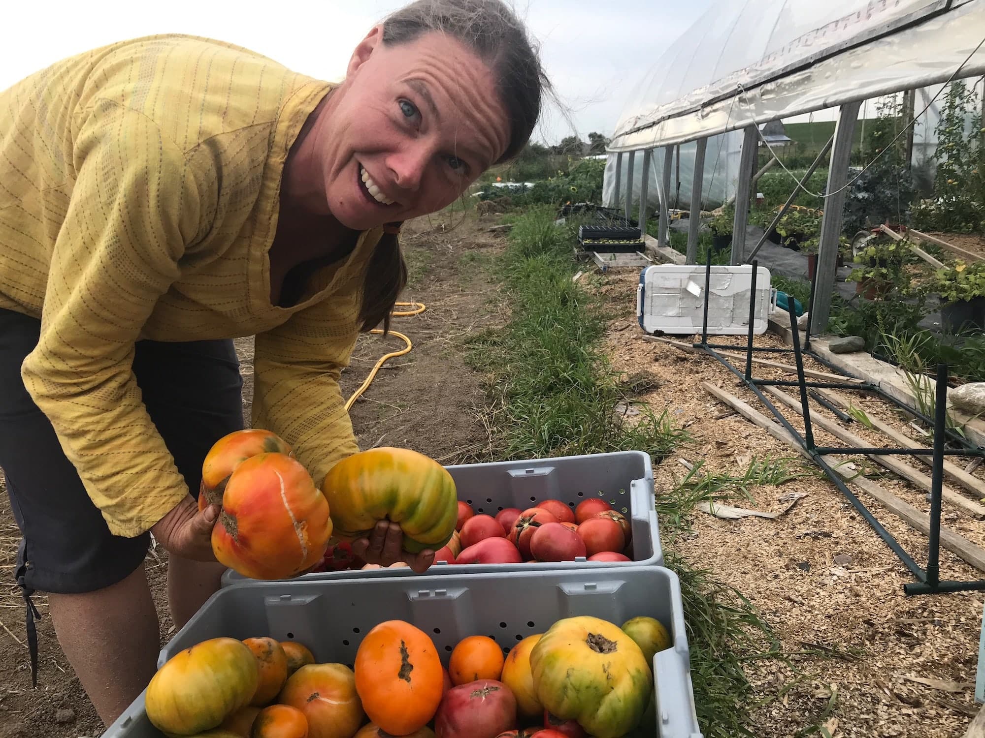 Very Large Organic Tomatoes - Back to Beets and School ⚠️ Toronto Delivery WEDNESDAY this week