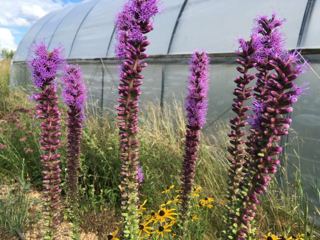 liatris - August Showers Bring a Great Big Sigh of Relief