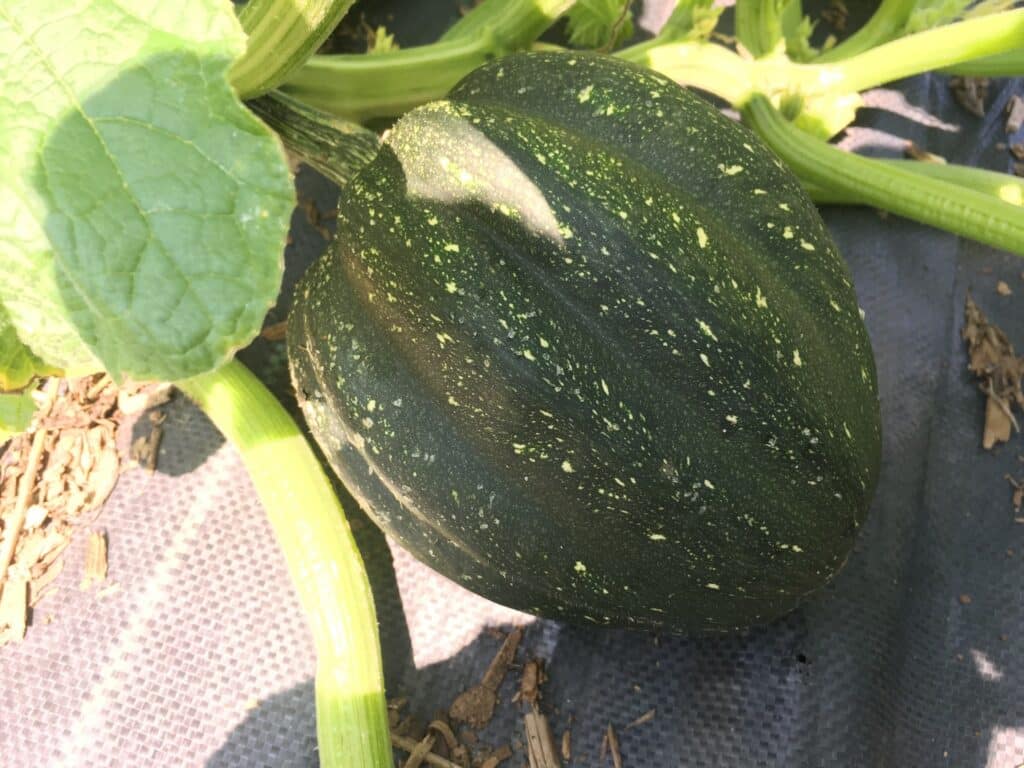 squash - Farm CSA Week 9: Drenched and loving it!