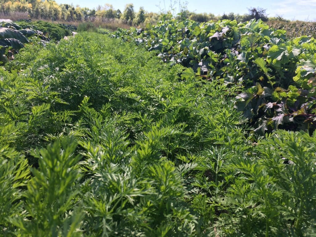 Celery Probably - A Hard Frost