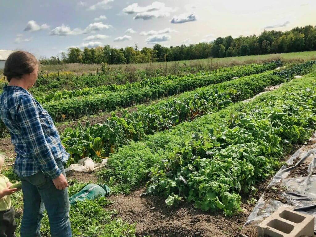 behold the field - Bitter Frost Advisories and Sweet, Sweet Corn