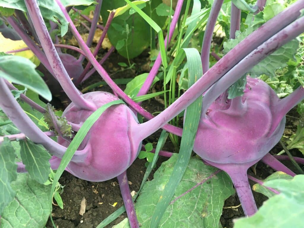 organic alien invaders - Kohlrabi: Turnip or Space Invader? 👾