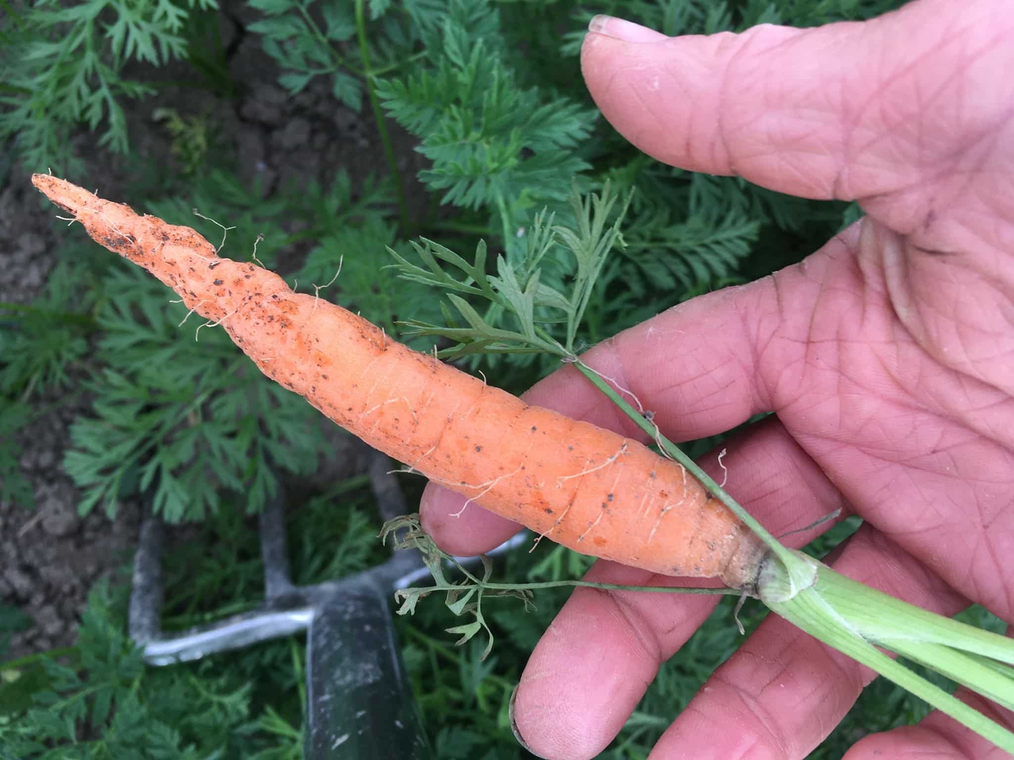 Tiny Organic Carrot